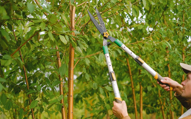 Tree trimming in Bushland, TX