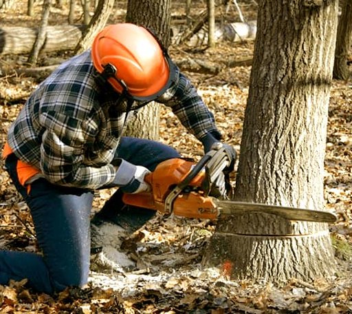 Tree Removal in Bushland, TX